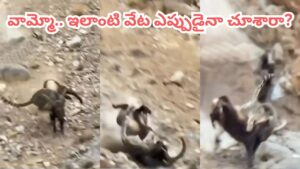 Video: చిరుతపులి vs కొండ గొర్రె.. ఇలాంటి వేట అస్సలు చూసిండరు.. వీడియోలో ఊహించని ట్విస్ట్..!