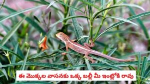 Lizards: ఇంట్లో ఈ 6 మొక్కలు ఉంటే బల్లులు తోక ముడుచుకుని పారిపోతాయి..
