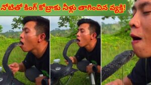 గుండె ఆగిపోయే దృశ్యం..! కింగ్ కోబ్రాకు నోటితో నీళ్లు తాగించిన వ్యక్తి..వైరల్ వీడియోలో షాకింగ్ సీన్