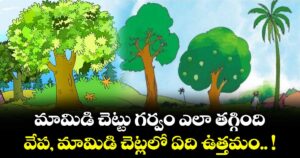 నీతి కథ : మామిడి చెట్టు గర్వం ఎలా తగ్గింది.. వేప, మామిడి చెట్లలో ఏది ఉత్తమం.. !
