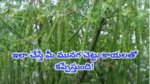 మునగ చెట్టుకు గుత్తులుగుత్తుల కాయలు కావాలా? ఈ సీక్రెట్ టిప్స్ ట్రై చేయండి!