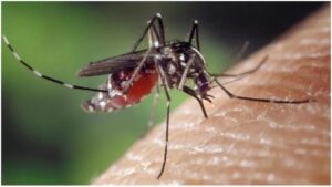 Mosquitoes: వర్షాకాలం వచ్చేస్తుంది.. దోమలు ఇంట్లోకి రాకుండా ఉండాలంటే.. ఈ సింపుల్‌ చిట్కాలు పాటించండి!