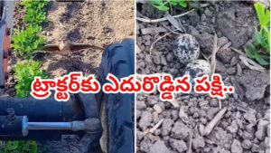 Viral Video: గుడ్లను కాపాడుకోవడానికి ట్రాక్టర్‌కు ఎదురొడ్డిన పక్షి.. సోషల్ మీడియాను కదిలిస్తున్న మాతృప్రేమ!