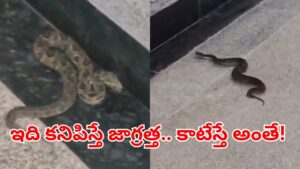 Viral Video: మెట్రో స్టేషన్‌లోని అనుకోని అతిథి.. ఇది ఎంత ప్రమాదకరమో తెలిస్తే..