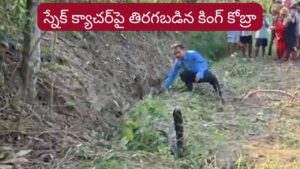 Viral Video: స్నేక్ క్యాచర్‌పై దూసుకెళ్లిన కింగ్ కోబ్రా.. వీడియో చూస్తే గుండె గుభేల్..!