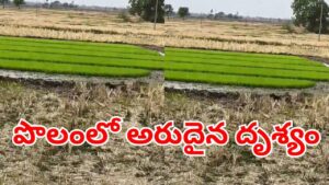 Viral Video: నారు చూసేందుకు ఉదయాన్నే పొలానికి వెళ్లిన రైతు.. అక్కడ కనిపించింది చూసి..