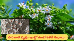 పారిజాత పుష్పాలతో పూజ ఎందుకు ప్రత్యేకం? కిందపడిన పువ్వులనే ఎందుకు సమర్పించాలి?