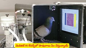 మెడికల్ AI రీసెర్చ్‌లో పావురాలు..! అవి చేస్తున్న పని తెలిస్తే తప్పక షాకవుతారు