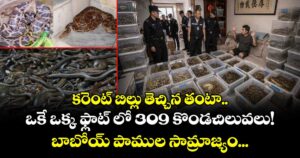 కరెంట్ బిల్లు తెచ్చిన తంటా.. ఒకే ఒక్క ఫ్లాట్ లో 309 కొండచిలువలు! బాబోయ్ పాముల సామ్రాజ్యం...