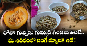 రోజూ గుప్పెడు గుమ్మడి గింజలు తింటే.. మీ శరీరంలో జరిగే మ్యాజిక్ ఇదే !