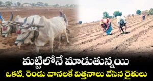 మట్టిలోనే మాడుతున్నయి.. ఒకటి, రెండు వానలకే విత్తనాలు వేసిన రైతులు