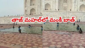 వానరాల మజాకా.. తాజ్ మహల్ ఫౌంటెన్‌లో కోతుల జలకాలాటలు చూడాలి.. ఎండ వేడికి చెక్ పెడుతూ