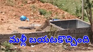 Viral Video: టెంపుల్ సిటీ తిరుపతిలో మరోసారి చిరుత సంచారం.. ఎక్కడ కనిపించిందంటే?