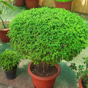 Tulsi Plant: వర్షాకాలం వచ్చింది.. తులసి మొక్క గుబురుగా పెరగాలంటే నెలకి ఒక్కసారి ఇలా చేస్తే చాలు