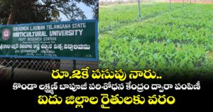 రూ.2కే పసుపు నారు.. కొండా లక్ష్మణ్ బాపూజీ పరిశోధన కేంద్రం ద్వారా పంపిణీ.. ఐదు జిల్లాల రైతులకు వరం