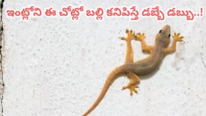 ఇంట్లోని ఈ ప్రదేశాల్లో బల్లి కనిపిస్తే లక్ష్మీదేవి తాండవమే.. అస్సలు లైట్ తీసుకోవద్దంతే..!