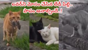 Viral Video: లేడీ పిల్లి కోసం ఎలుకను తెస్తే.. వేరే పిల్లితో సరసాలు.. ఈ వైరల్ వీడియో చూస్తే నవ్వాగదు..!