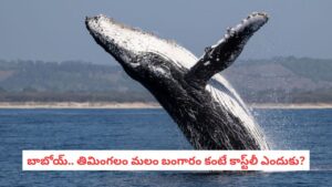 Animal Facts: తిమింగలం వాంతి మాత్రమే కాదు, మలం కూడా బంగారంతో సమానం.. ఎందుకో తెలుసా?