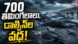 రక్త సముద్రంగా మారిన ఫారో తీరం.. 700 తిమింగలాలు, డాల్ఫిన్‌ల వధ!