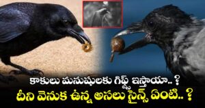 కాకులు మనుషులకు గిఫ్ట్స్ ఇస్తాయా.. ? దీని వెనుక ఉన్న అసలు సైన్స్ ఏంటి.. ?