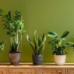 Lucky Plants: ధనలక్ష్మిని ఇంట్లోకి లాగేసే ‘లక్కీ ప్లాంట్స్’.. మీ తలరాత మారిపోవడం ఖాయం అంట!