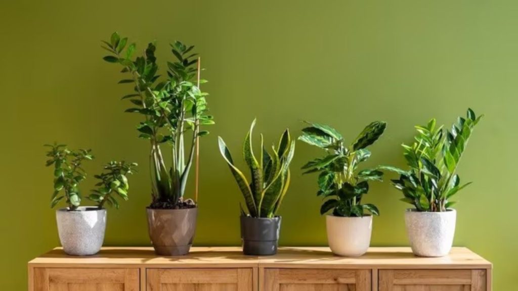Lucky Plants: ధనలక్ష్మిని ఇంట్లోకి లాగేసే ‘లక్కీ ప్లాంట్స్’.. మీ తలరాత మారిపోవడం ఖాయం అంట!