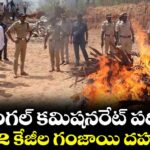 వరంగల్ కమిషనరేట్ పరిధిలో 862 కేజీల గంజాయి దహనం