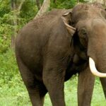 Nepal:  25 మందిని చంపిన ‘‘కిల్లర్ ఏనుగు’’.. ఒకే కుటుంబంపై రెండుసార్లు దాడి..