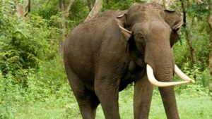 Nepal:  25 మందిని చంపిన ‘‘కిల్లర్ ఏనుగు’’.. ఒకే కుటుంబంపై రెండుసార్లు దాడి..