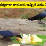 మరణానంతర కర్మల్లో కాకులకు మాత్రమే పిండం ఎందుకు పెడతారు? దీని వెనుక ఉన్న రహస్యం తెలుసా..!?