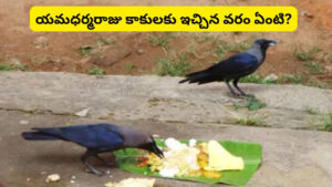 మరణానంతర కర్మల్లో కాకులకు మాత్రమే పిండం ఎందుకు పెడతారు? దీని వెనుక ఉన్న రహస్యం తెలుసా..!?