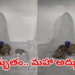 Viral Video: అద్భుతం.. మహా అద్భుతం.. ఇంట్లో వెలసిన మంచు శివలింగం! ఇదిగో వీడియో..