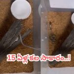 Video: 15 ఏళ్ల తర్వాత అద్భుతం.. కృత్రిమంగా పొదిగిన నాగుపాము గుడ్లు..!