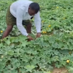 పత్తి, మిరప కాదు.. ఇప్పుడు ఈ పంట వేస్తే రైతులకు కాసుల పంటే..