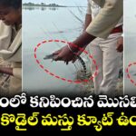 పొలంలో కనిపించిన మొసలి పిల్ల.. బేబీ క్రొకొడైల్ మస్తు క్యూట్ ఉందిగా..!
