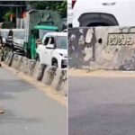 Bengaluru: రోడ్డుపై నాగుపాము, ట్రాఫిక్ జామ్.. బెంగళూర్ వీడియో వైరల్..