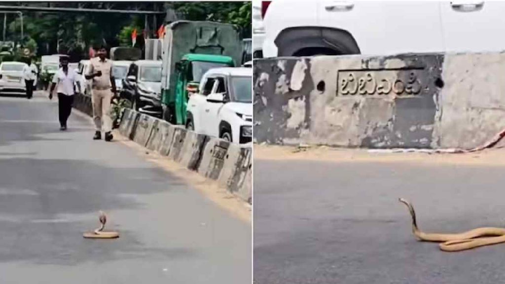 Bengaluru: రోడ్డుపై నాగుపాము, ట్రాఫిక్ జామ్.. బెంగళూర్ వీడియో వైరల్..
