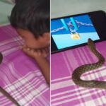 Viral Video: బాలుడితో కలిసి కార్టూన్లు చూసిన పాము..? ఒళ్ళు గగుర్పాటుకు గురి చేస్తున్న వీడియో..!