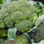 Broccoli: అమ్మ బాబోయ్..బ్రోకలీ తింటే ఇన్ని లాభాలున్నాయా..?