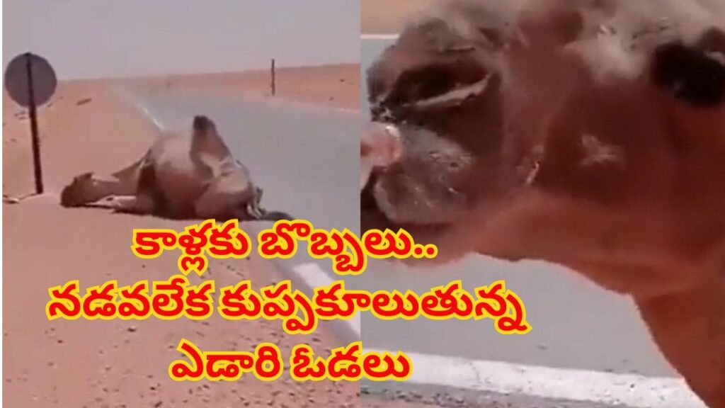 ఓరీ దేవుడో ఇవేం ఎండలురా సామీ.. ఎడారి ఓడల కాళ్లకు బొబ్బలు! నడవలేక కుప్పకూలుతున్న ఒంటెలు