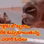 ఓరీ దేవుడో ఇవేం ఎండలురా సామీ.. ఎడారి ఓడల కాళ్లకు బొబ్బలు! నడవలేక కుప్పకూలుతున్న ఒంటెలు