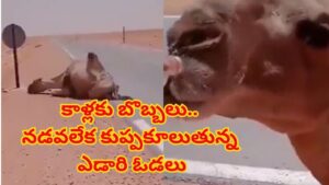 ఓరీ దేవుడో ఇవేం ఎండలురా సామీ.. ఎడారి ఓడల కాళ్లకు బొబ్బలు! నడవలేక కుప్పకూలుతున్న ఒంటెలు