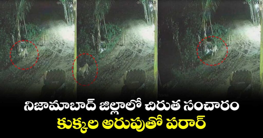 నిజామాబాద్ జిల్లాలో చిరుత సంచారం... కుక్కల అరుపుతో పరార్..