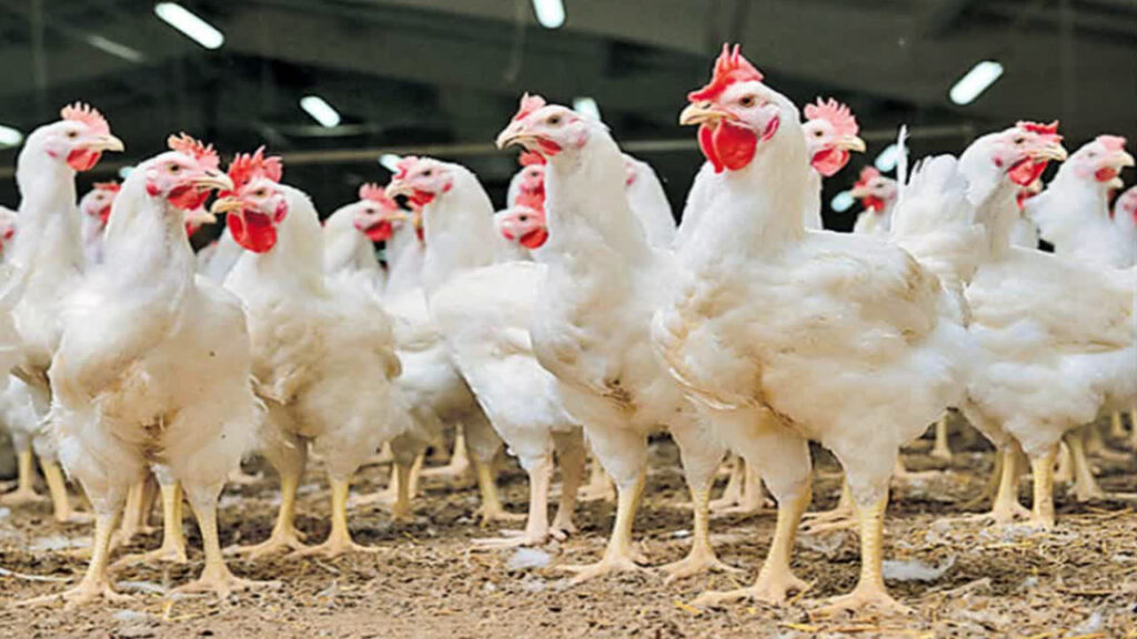 Chicken Prices: వామ్మో.. చికెన్ తినాలంటే ఎక్కువ ఖర్చు పెట్టాల్సిందే.. ఒకేసారి భారీగా పెరిగిన ధరలు..