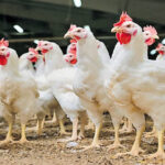 Chicken Prices: వామ్మో.. చికెన్ తినాలంటే ఎక్కువ ఖర్చు పెట్టాల్సిందే.. ఒకేసారి భారీగా పెరిగిన ధరలు..