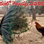 కోడిపుంజు vs మగ నెమలి.. అసలు పోరులో గెలుపు ఎవరిది..? ప్రకృతి రహస్యాలు..