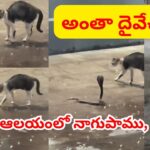 అంతా శివలీలే.. సంగమేశ్వర ఆలయంలో ఎదురుపడ్డ నాగుపాము, పిల్లి.. ఆ తర్వాత జరిగిందిదే..
