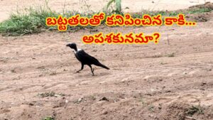 బట్టతలతో కనిపించిన కాకి… అపశకునమా? లేక ప్రకృతిలో జరిగే సహజ వింతా? నిపుణులు ఏం చెబుతున్నారో తెలిస్తే..