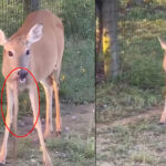 Viral Video: ఇదేందయ్యా ఇది..! కాటేసే పామును కరకర నమిలేసిన జింక.. ఈ వీడియో చూస్తే  మైండ్ బ్లాంకే