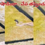 Viral Video: ప్రకృతి వింత.. చనిపోతున్న చేపకు ప్రాణం పోసిన పాము.. వీడియో చూస్తే అవాక్కే..